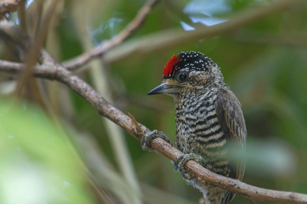 White-barred Piculet - ML265392131