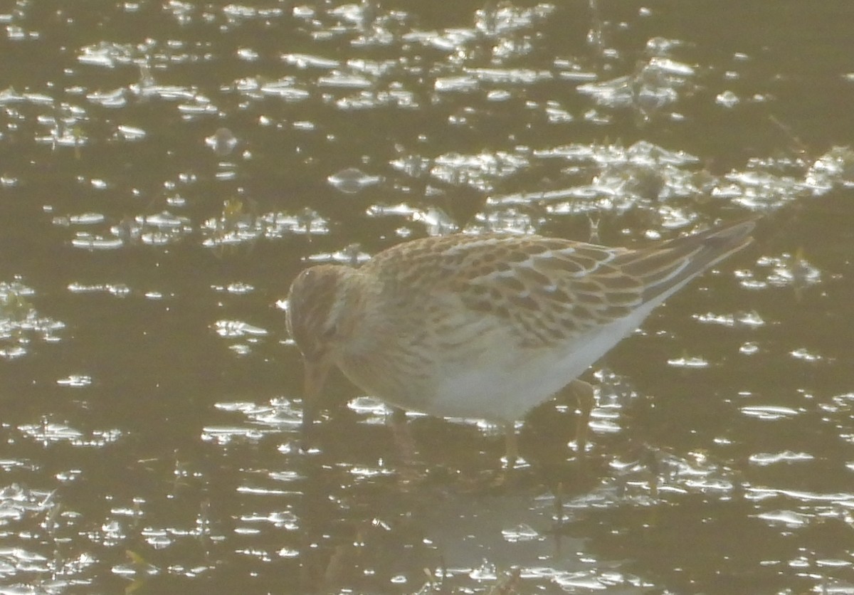 jespák skvrnitý - ML265392451