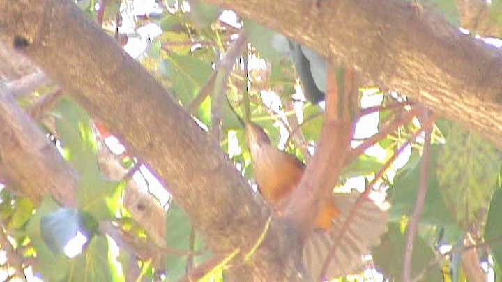 Rufous-bellied Thrush - ML265393521