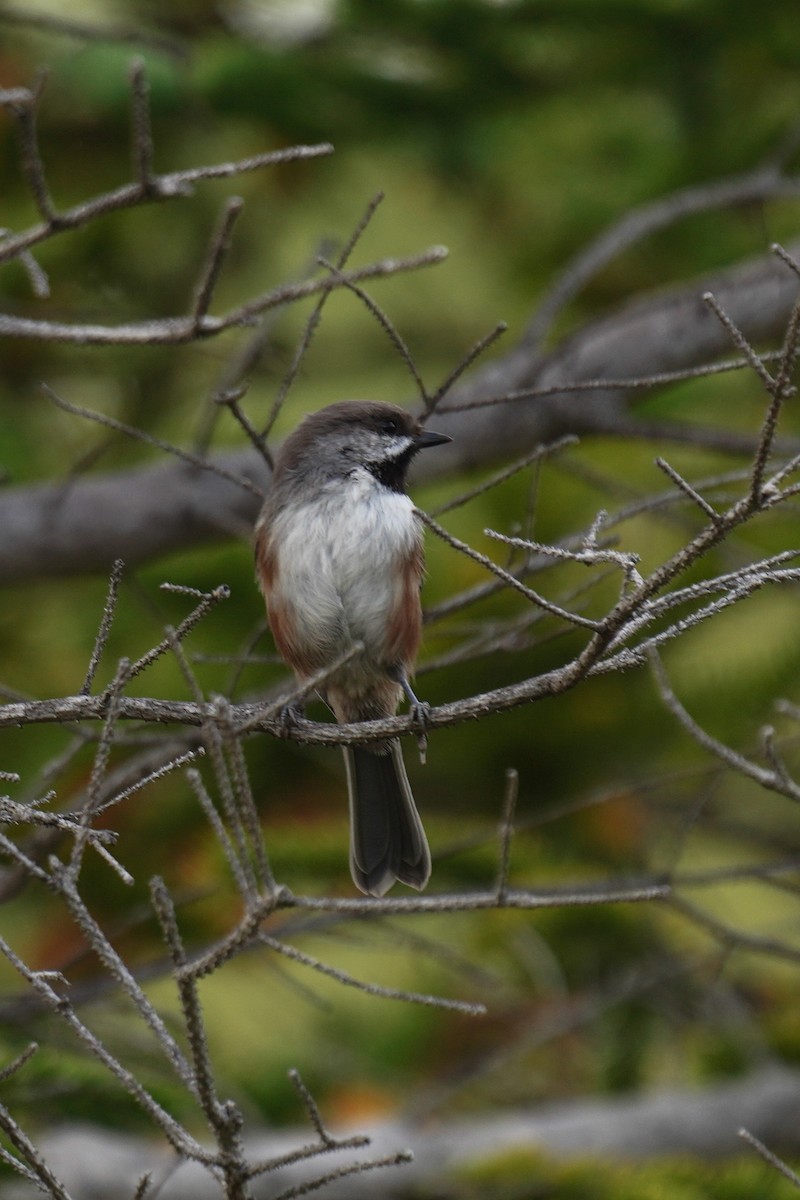 Boreal Chickadee - ML265394061