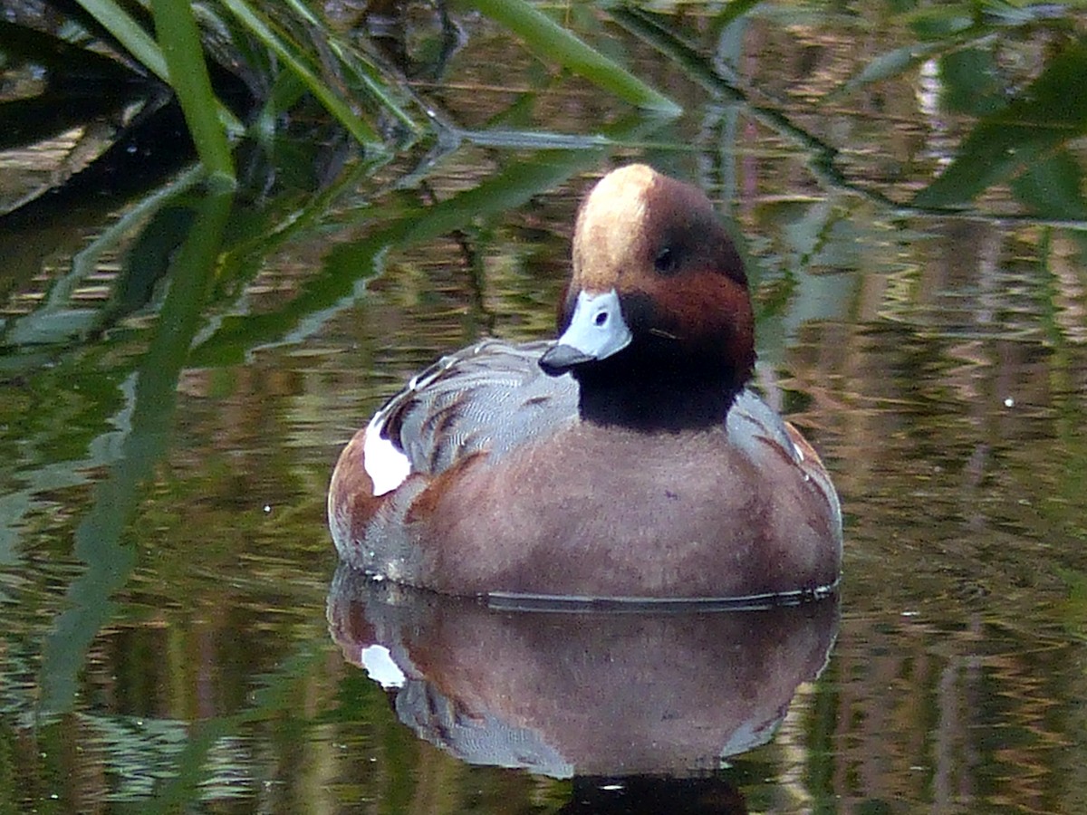 Eurasian Wigeon - ML265394221