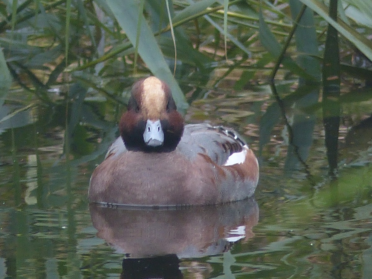 Eurasian Wigeon - Coleta Holzhäuser