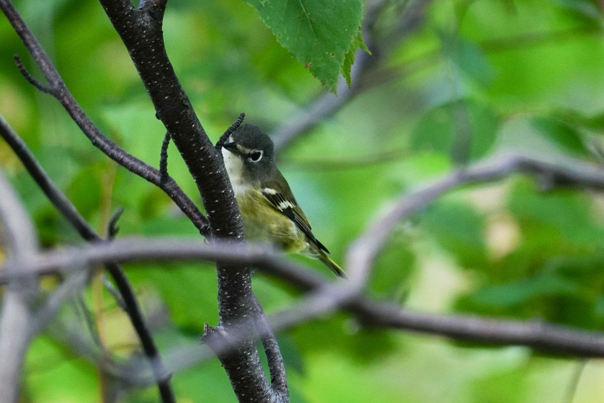 Blue-headed Vireo - ML265395061