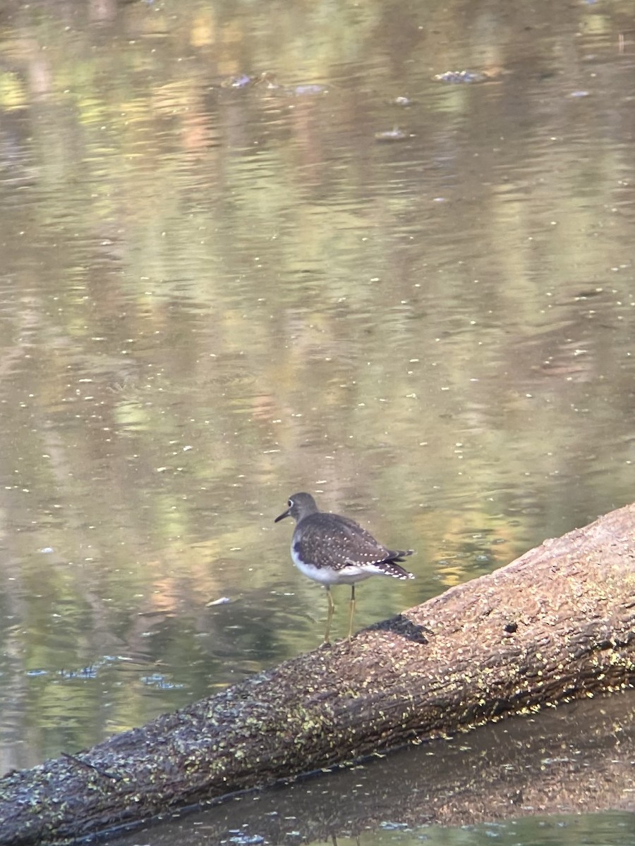 Solitary Sandpiper - ML265395691