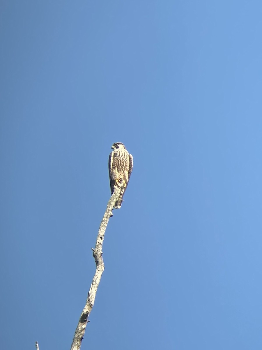 Peregrine Falcon - ML265395951