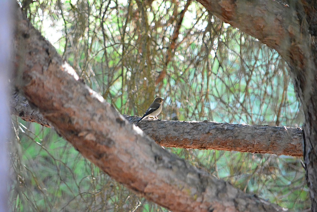 European Pied Flycatcher - ML265396031