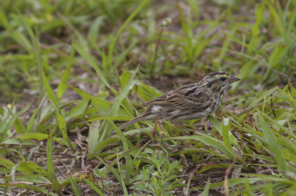 Savannah Sparrow - Marcello Gomes