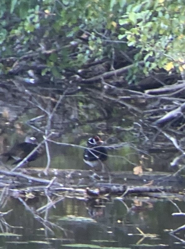 Wood Duck - ML265396391