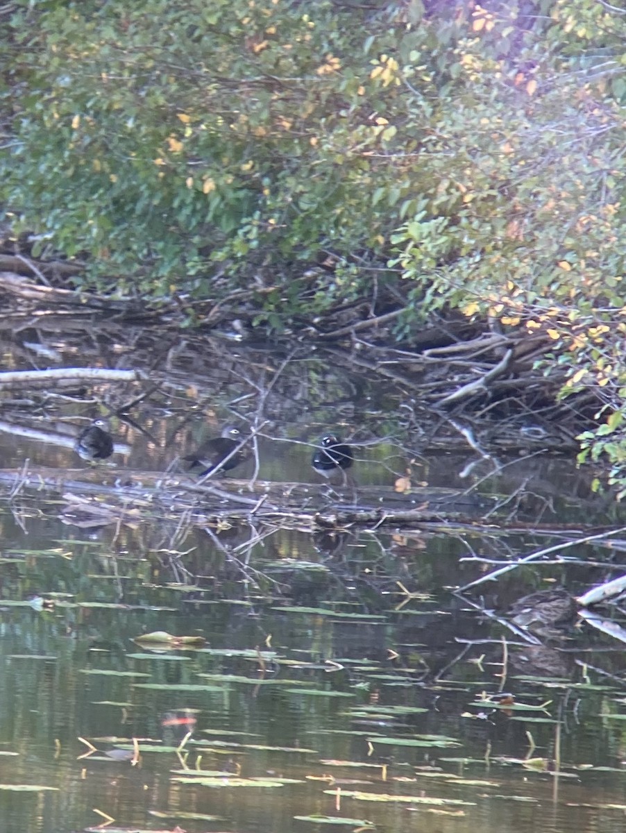 Wood Duck - ML265396461