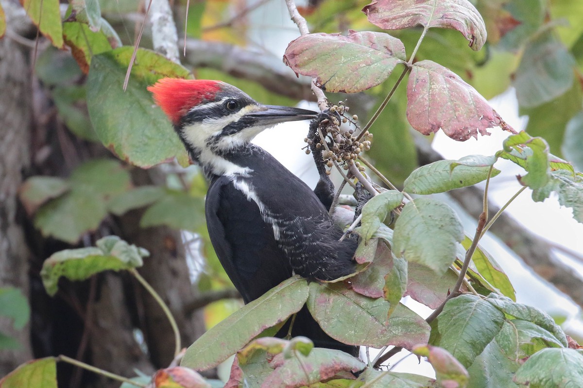 Pileated Woodpecker - ML265396731