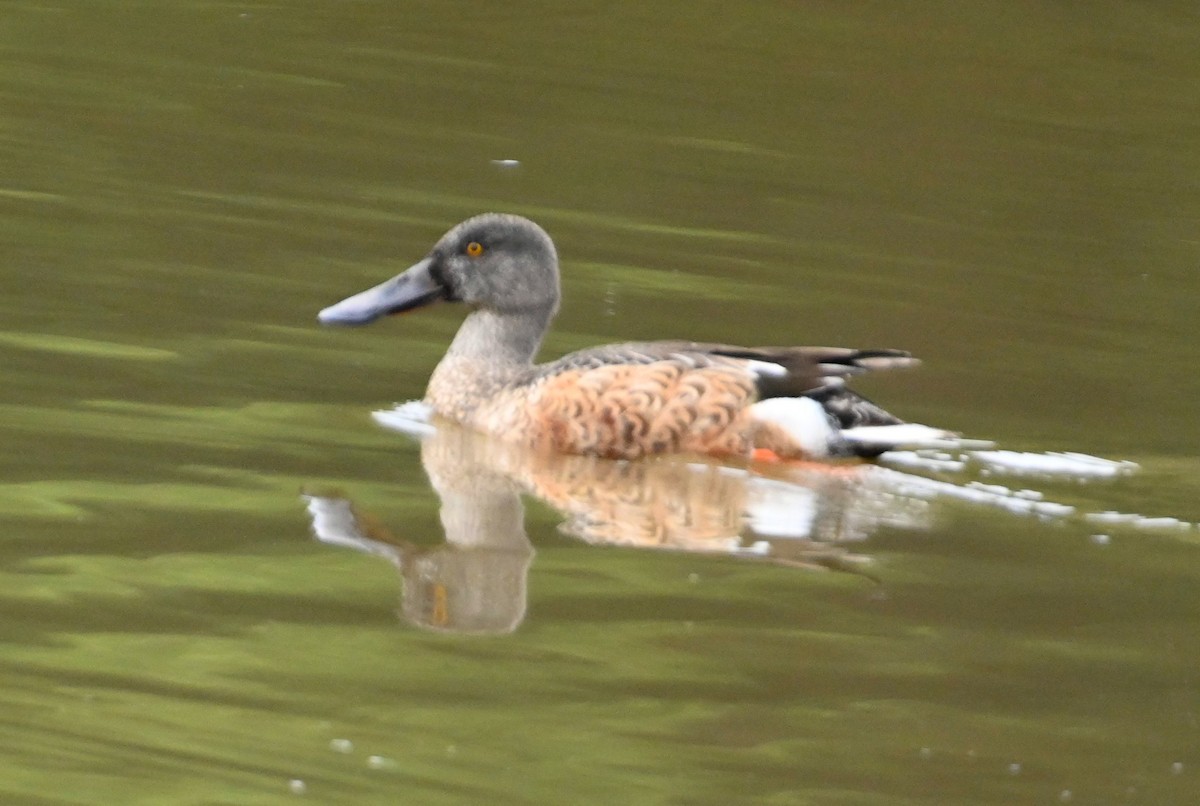 Northern Shoveler - ML265397331