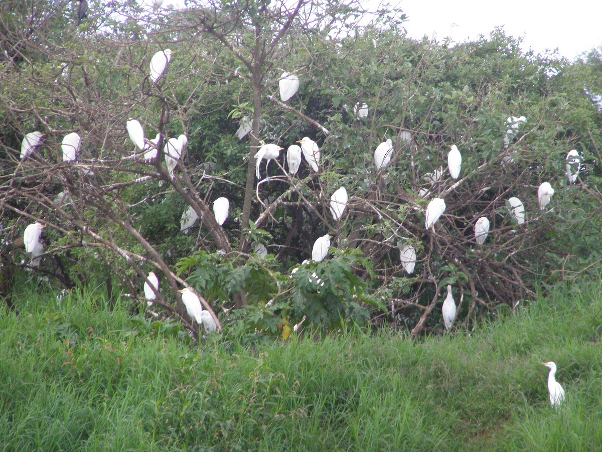 Чапля єгипетська (підвид ibis) - ML265398331