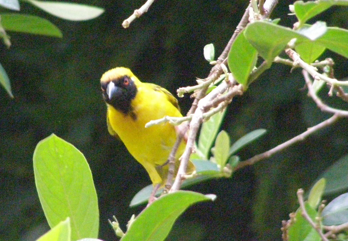 Southern Masked-Weaver - ML265399121