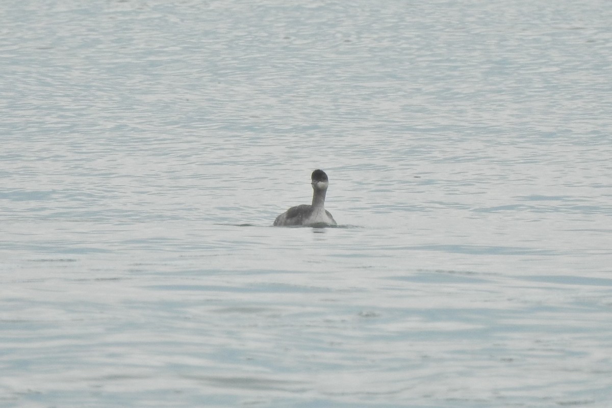 Eared Grebe - ML265399661