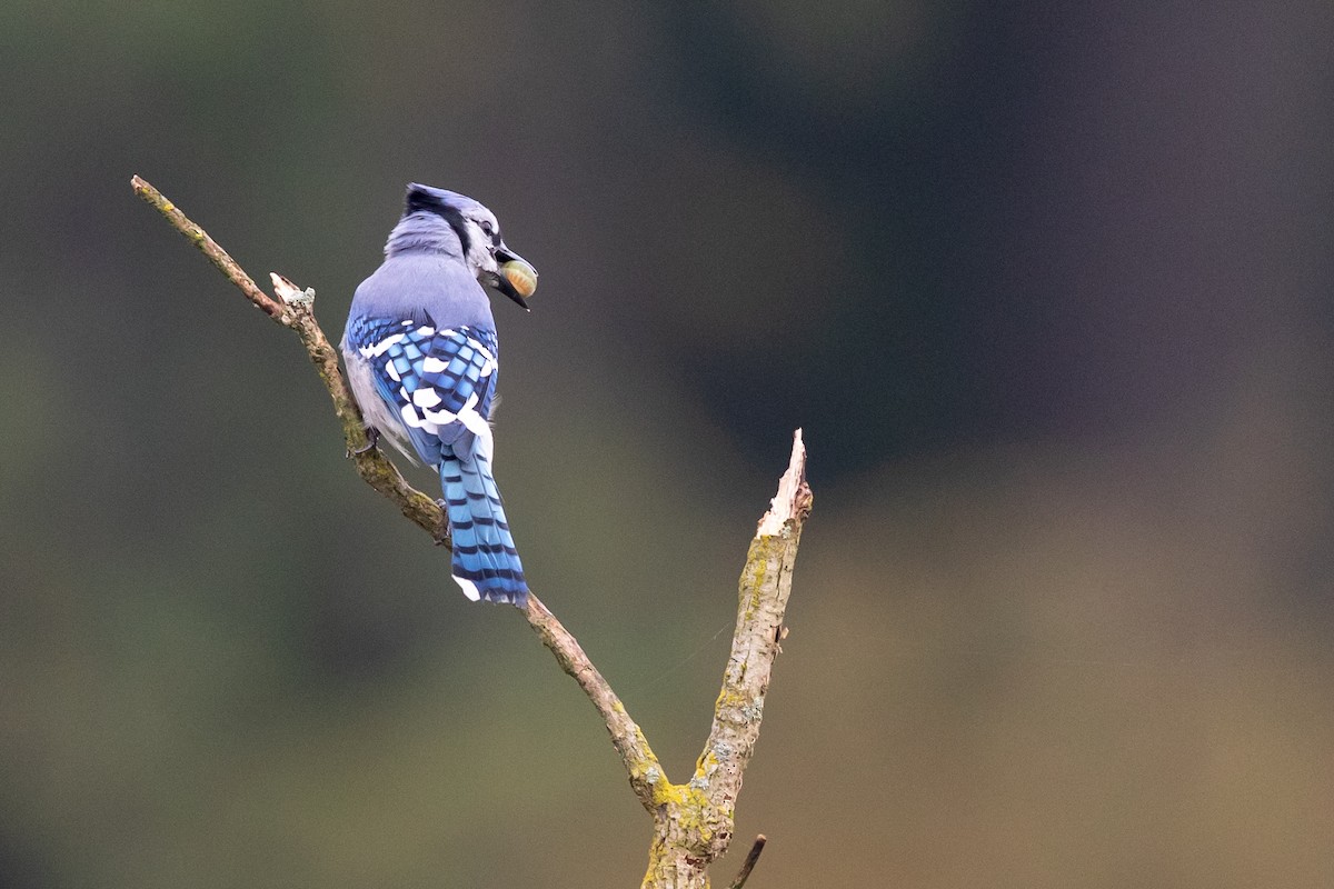 Blue Jay - ML265399991