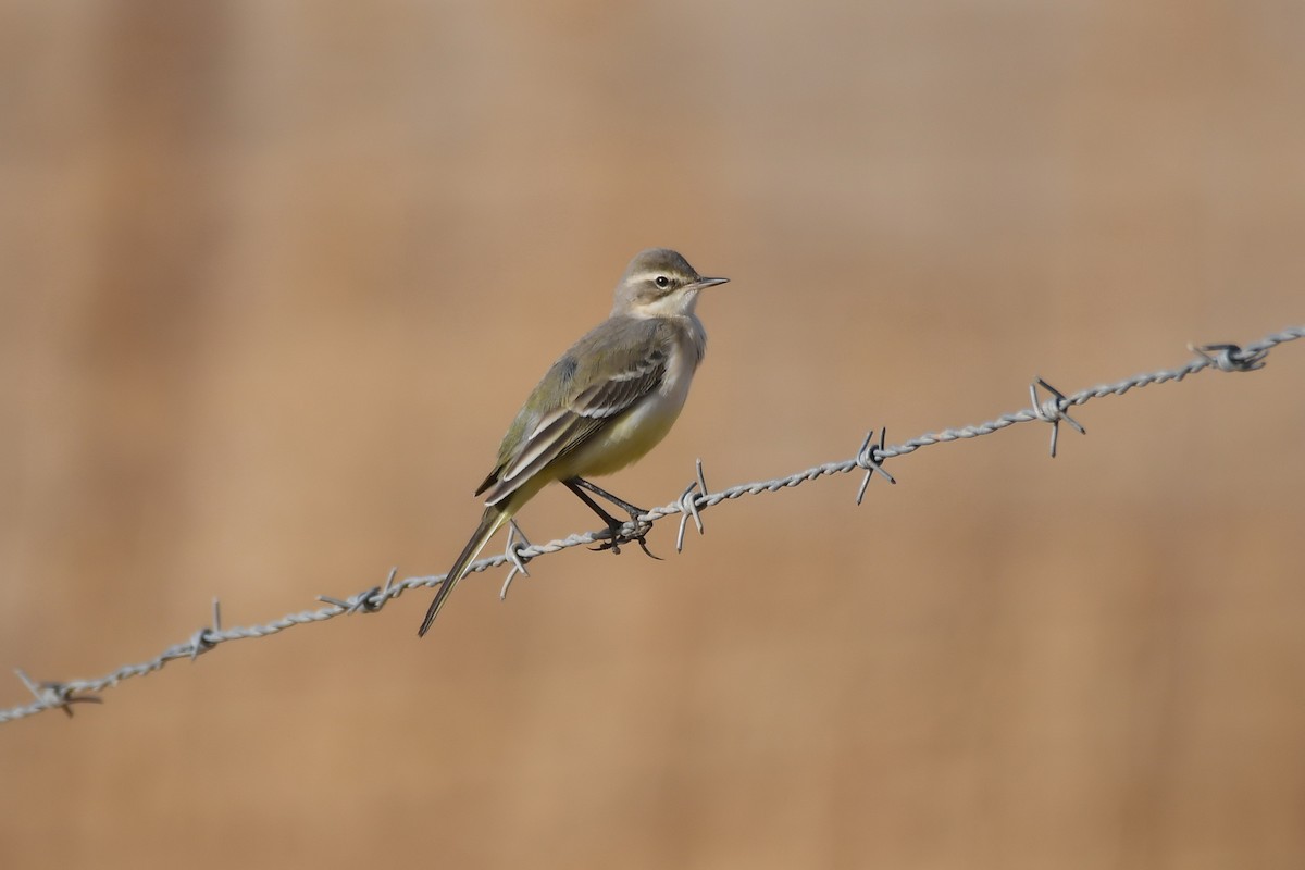 Western Yellow Wagtail - ML265400131