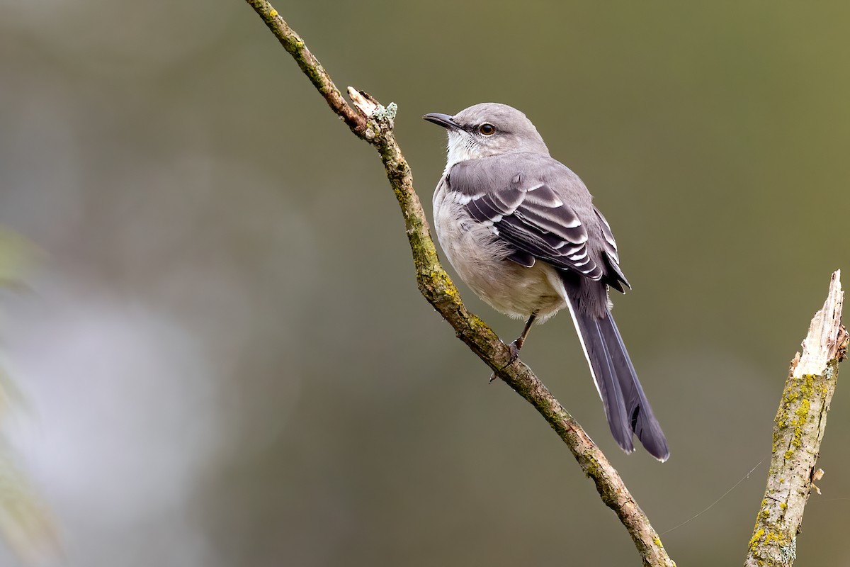 Northern Mockingbird - ML265400181