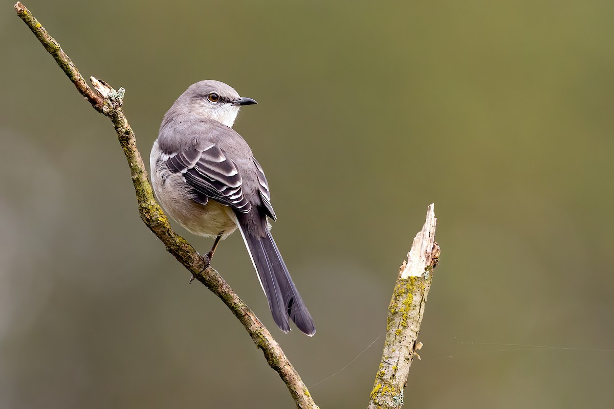 Northern Mockingbird - ML265400211