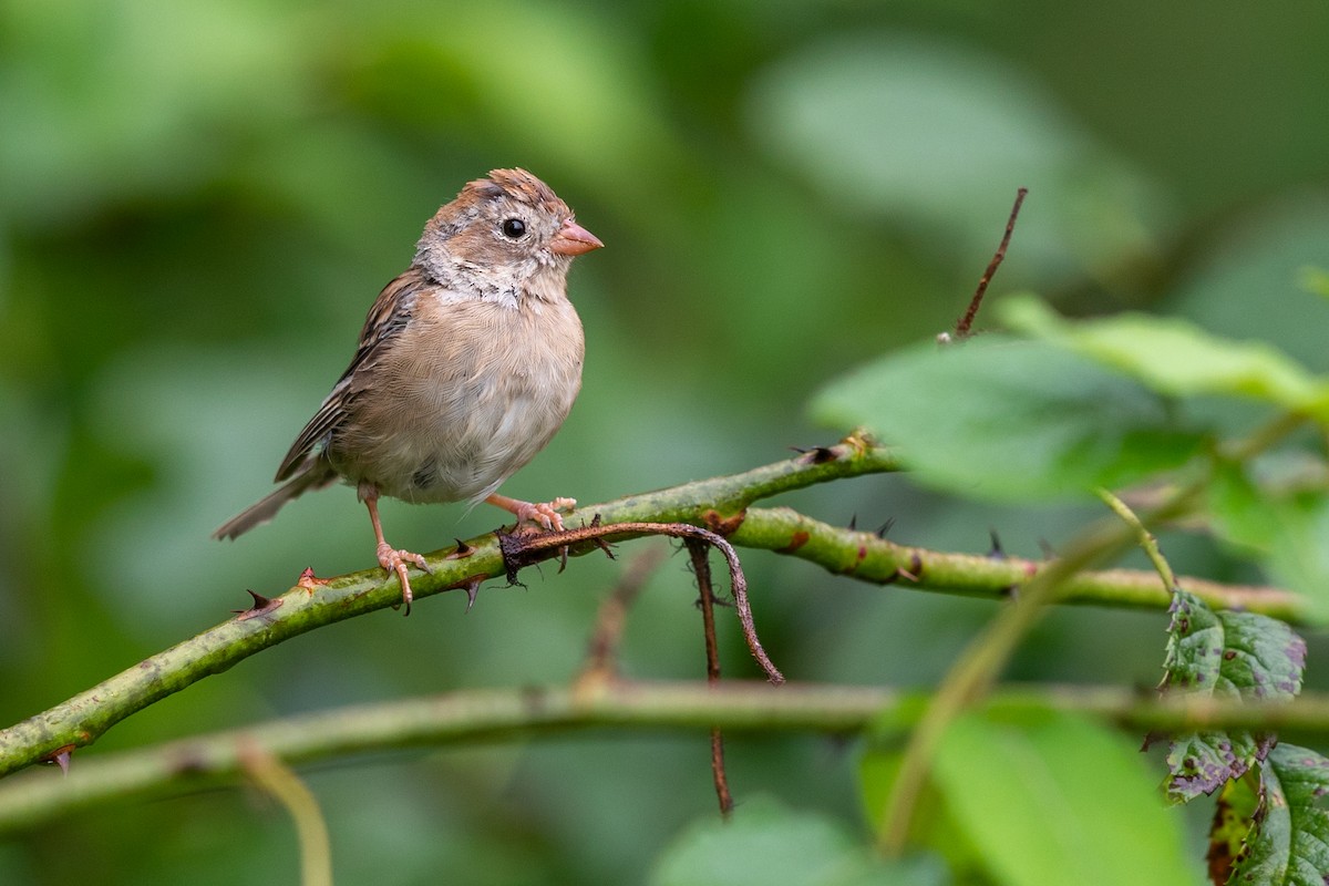 Field Sparrow - ML265400321