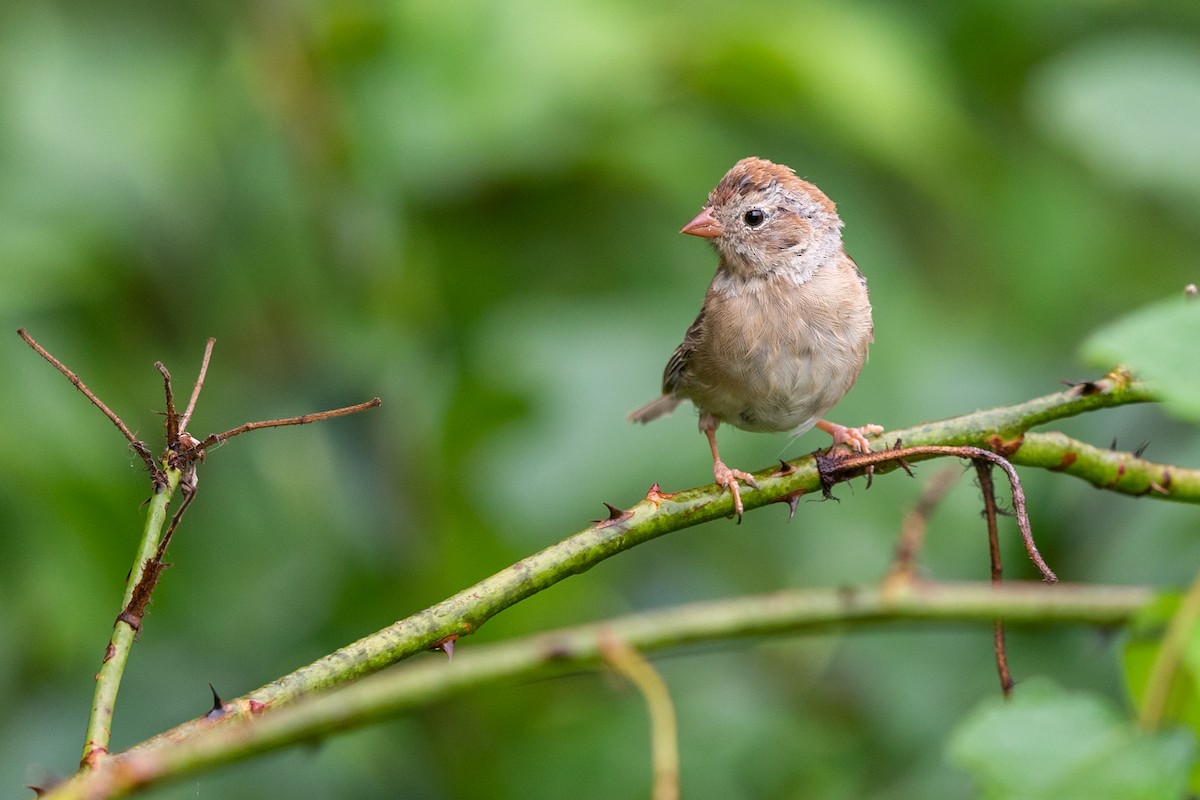 Field Sparrow - ML265400361