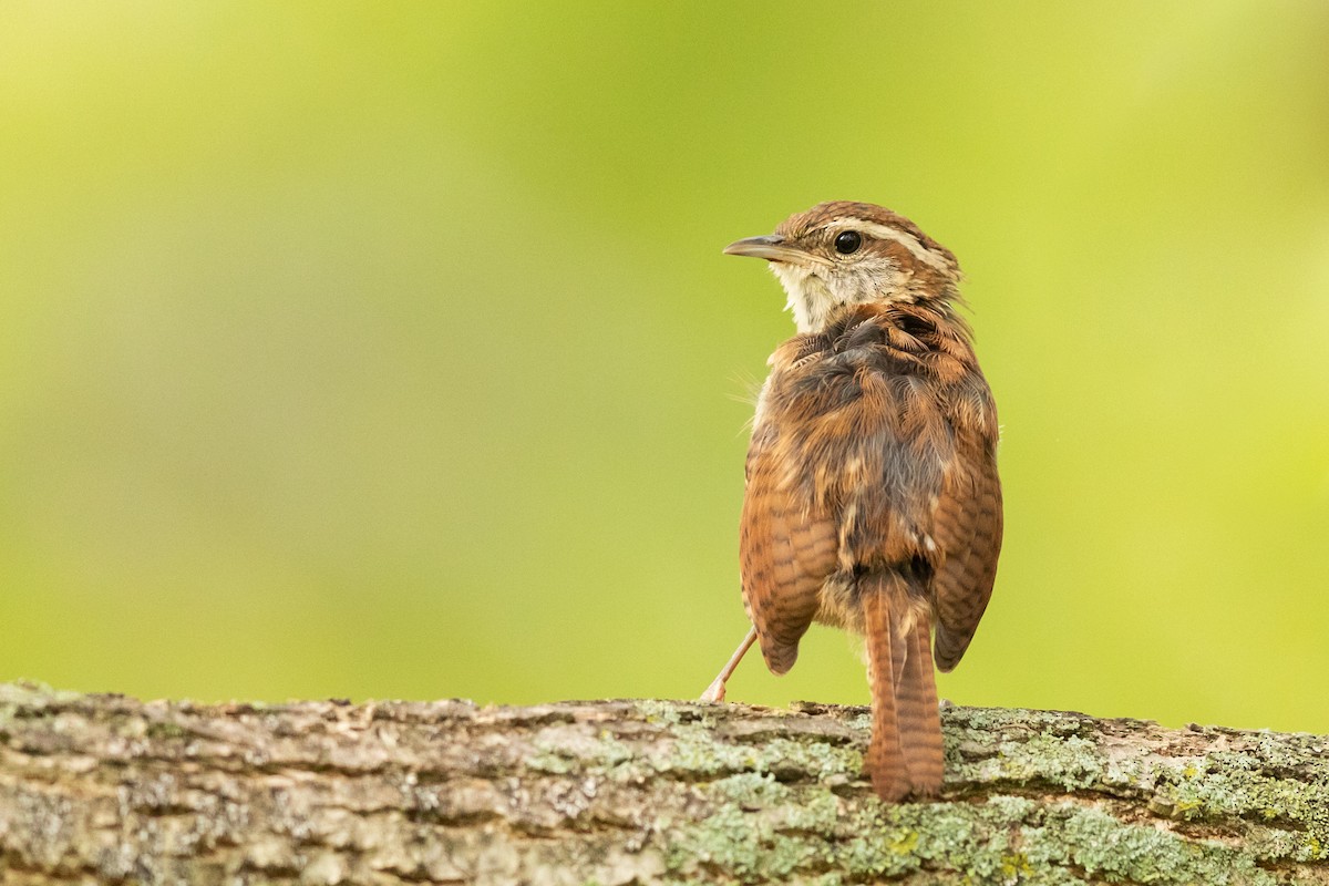 Carolina Wren - ML265400401