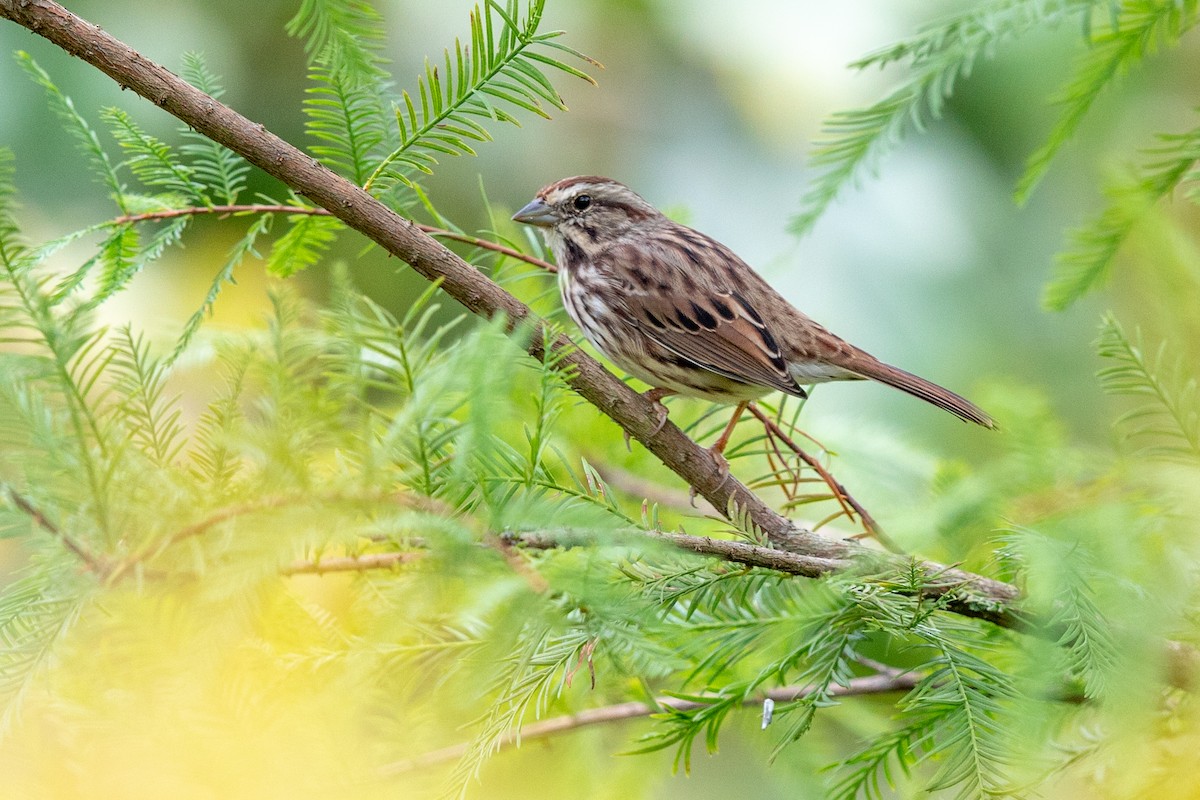 Song Sparrow - ML265400421