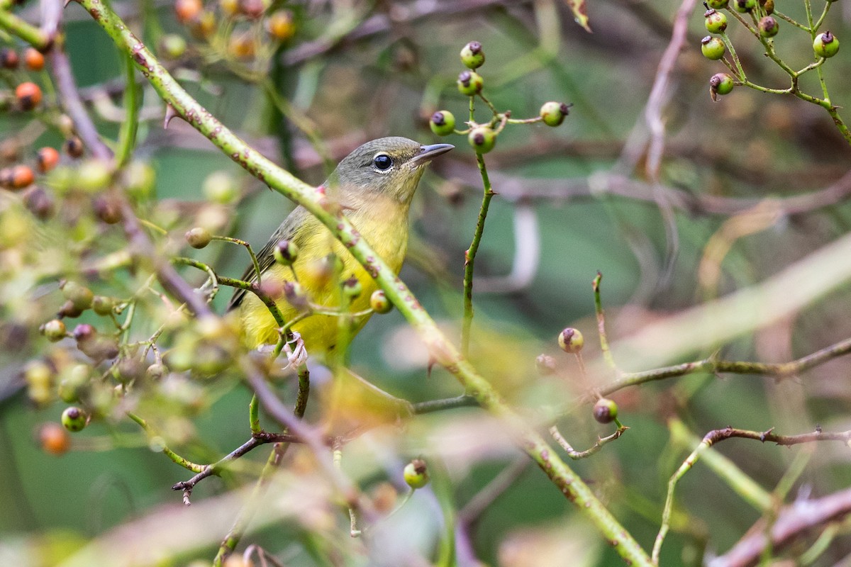 Mourning Warbler - Brad Imhoff