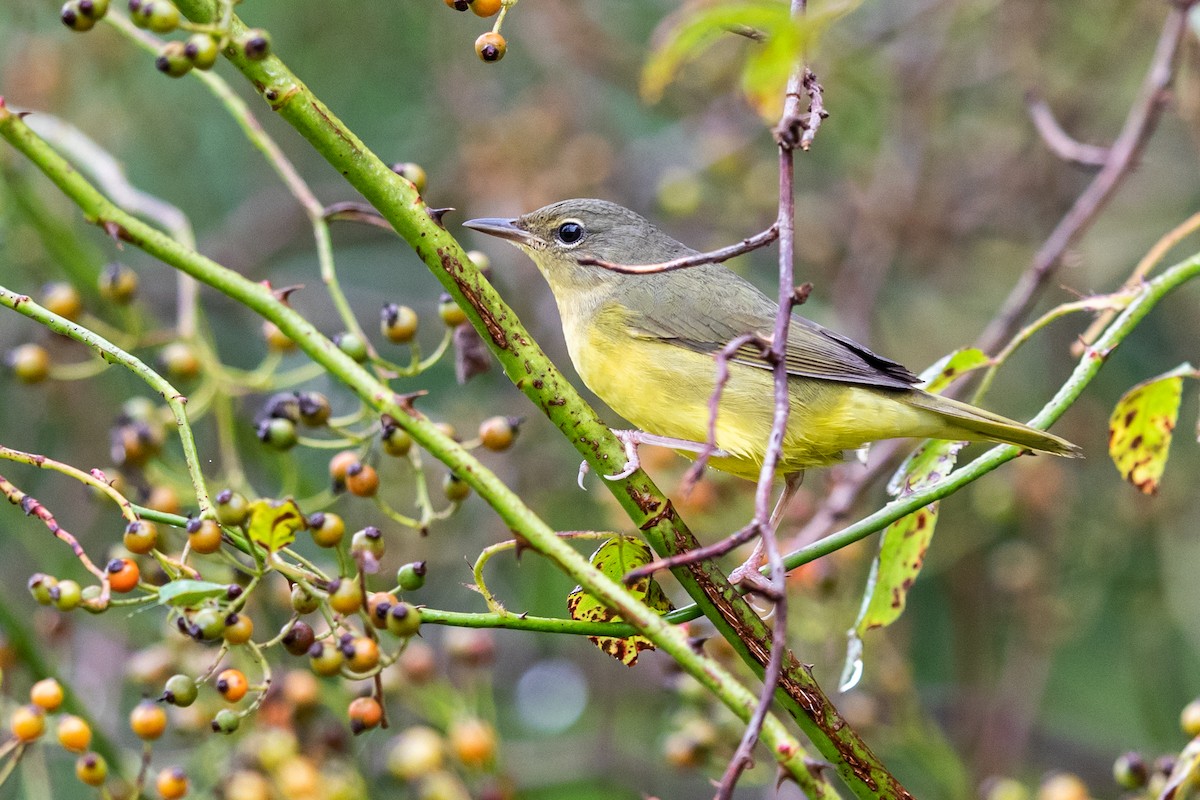 Mourning Warbler - ML265400551