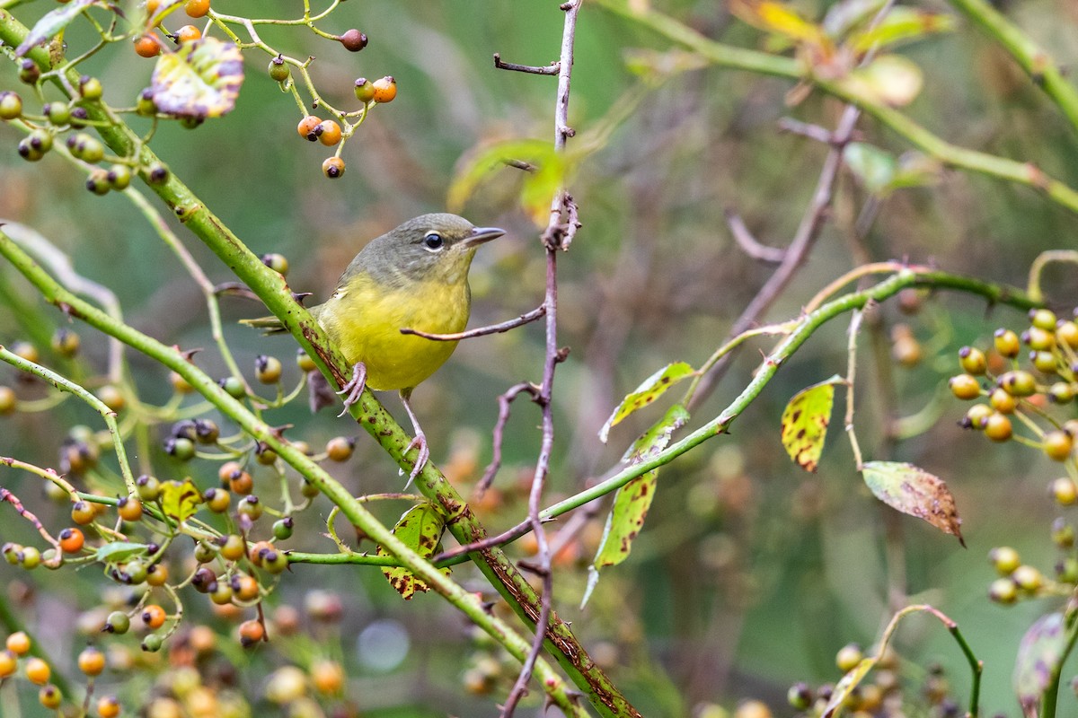 Mourning Warbler - ML265400631