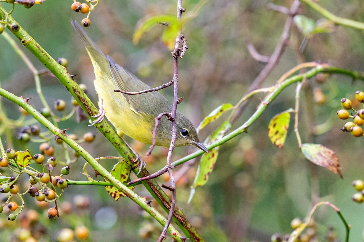 Mourning Warbler - Brad Imhoff