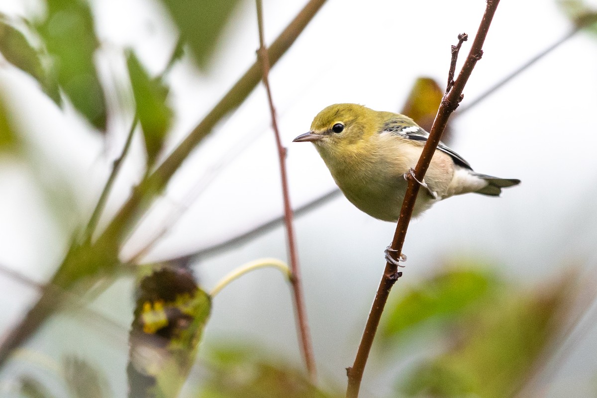 Bay-breasted Warbler - ML265400661