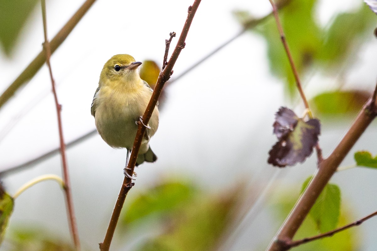 Bay-breasted Warbler - ML265400671