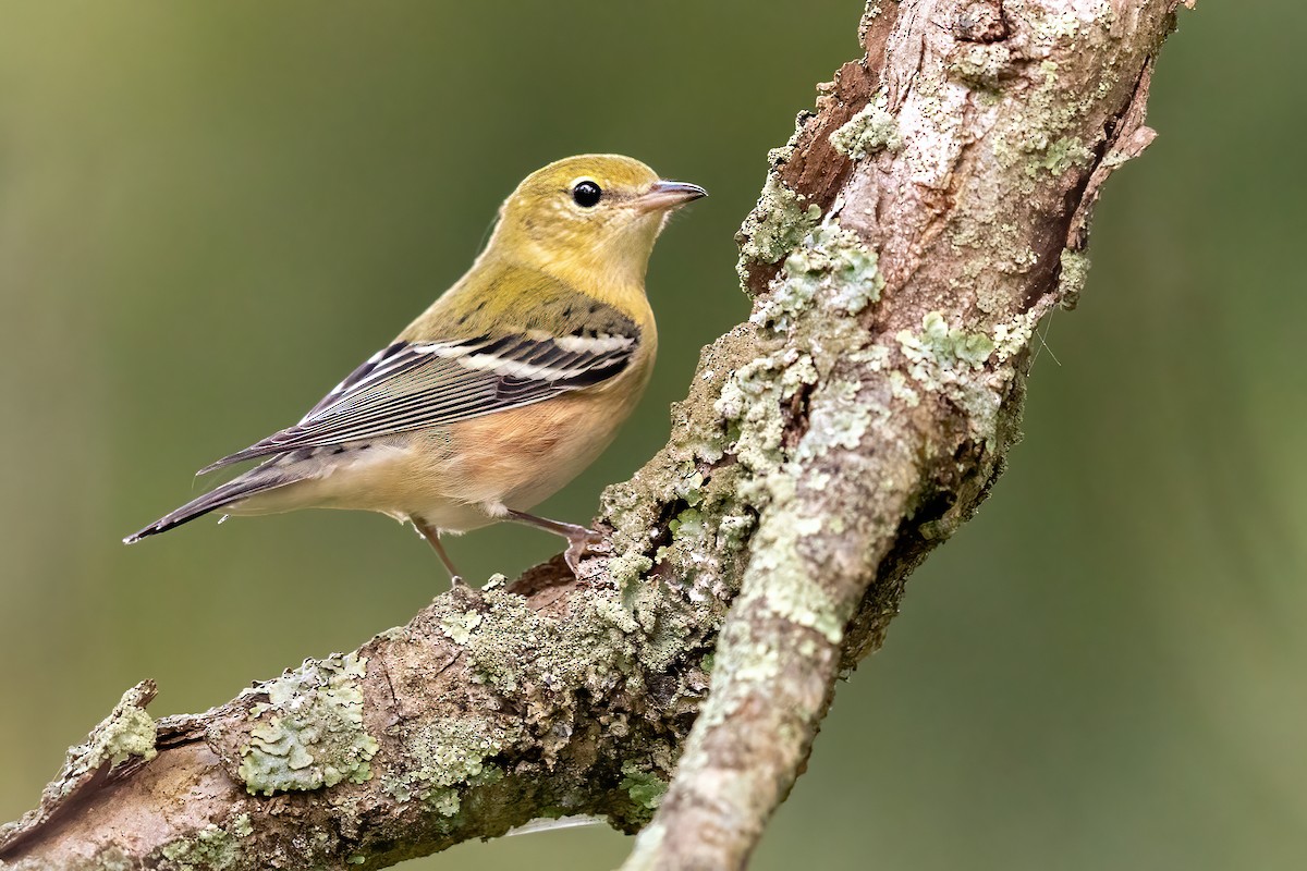 Bay-breasted Warbler - ML265400711