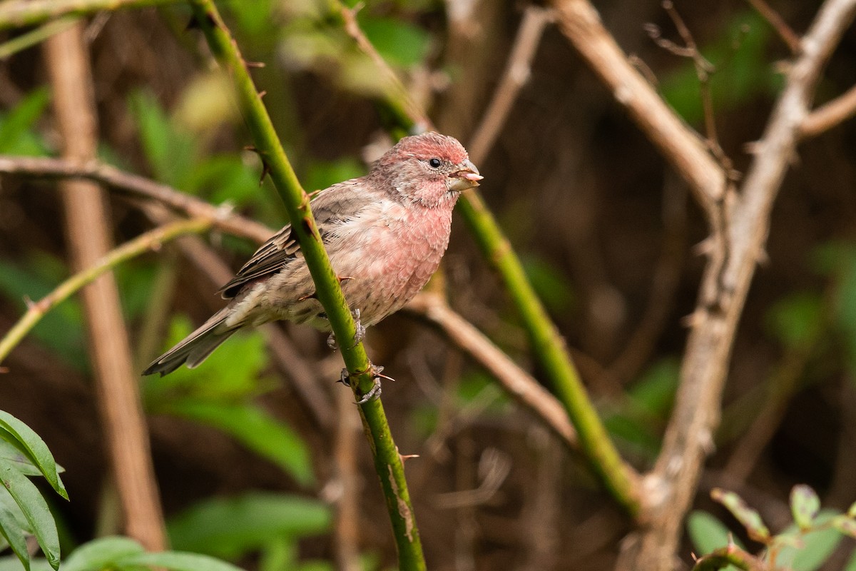 House Finch - ML265400741