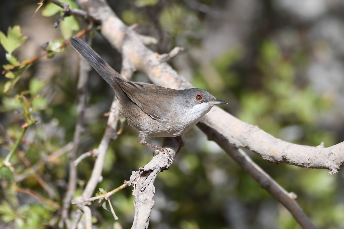 Sardinian Warbler - ML265401531