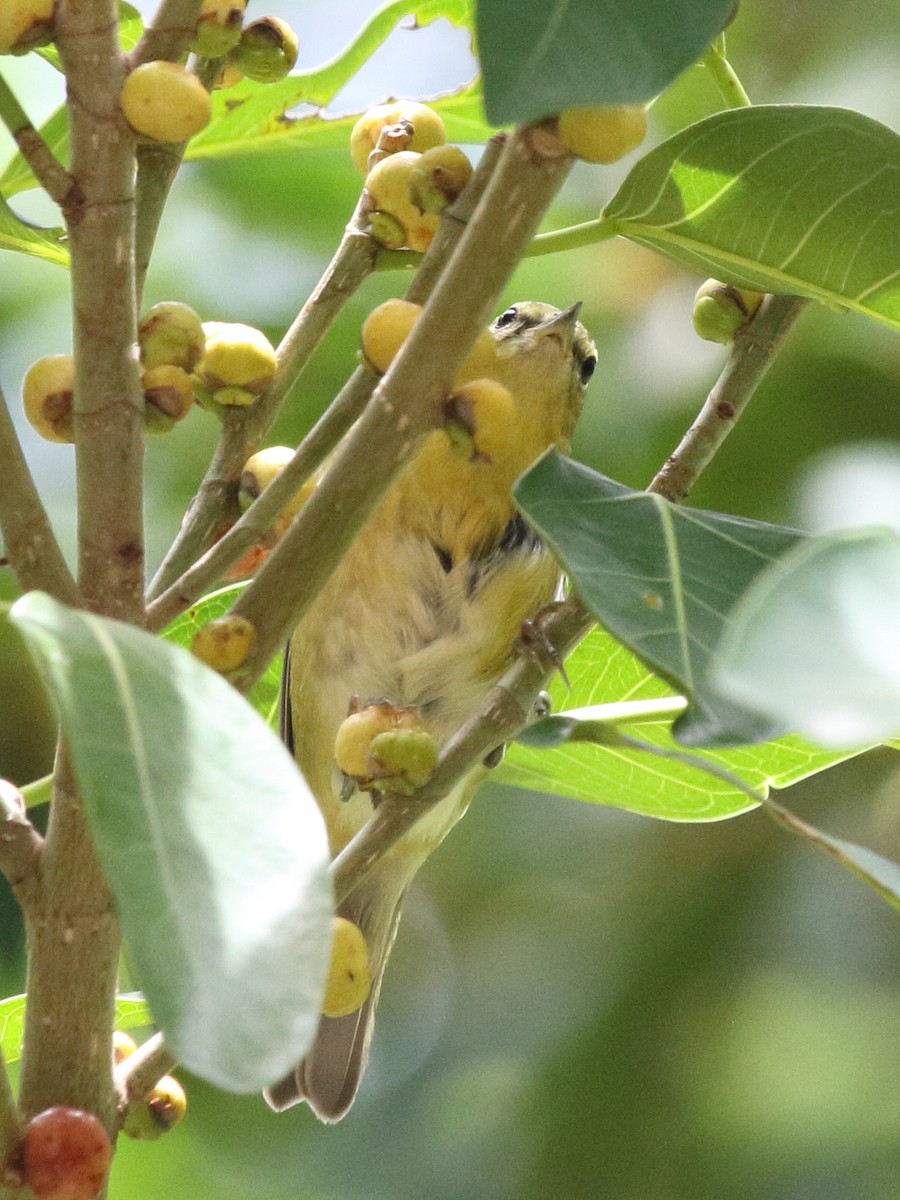 Tennessee Warbler - David Bernstein