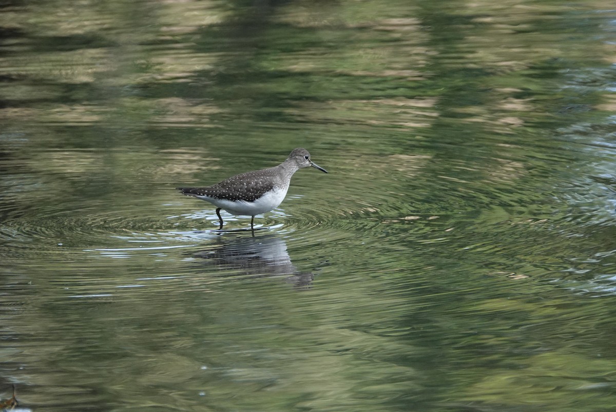 Solitary Sandpiper - Frank Guenther