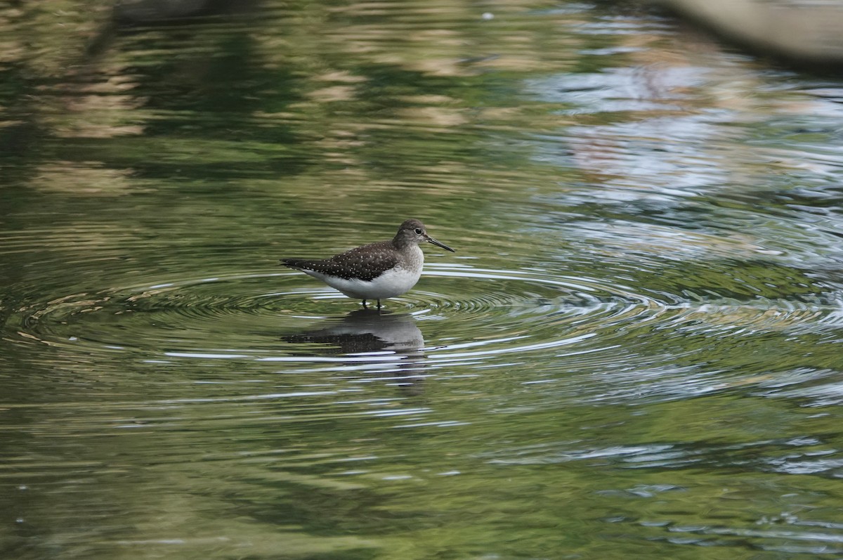 Solitary Sandpiper - Frank Guenther