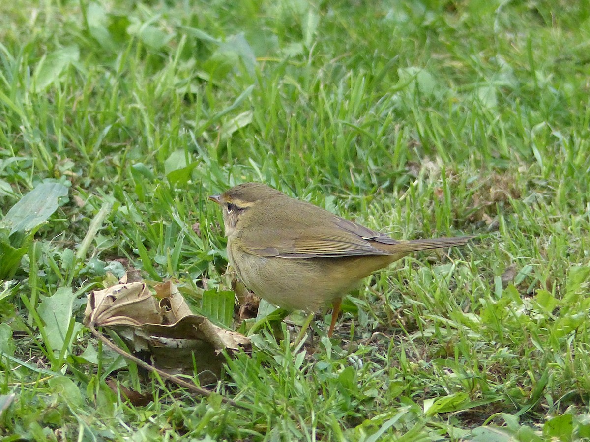 Radde's Warbler - ML265404701