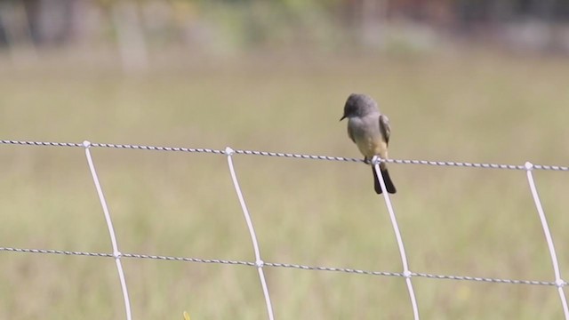 Say's Phoebe - ML265404731