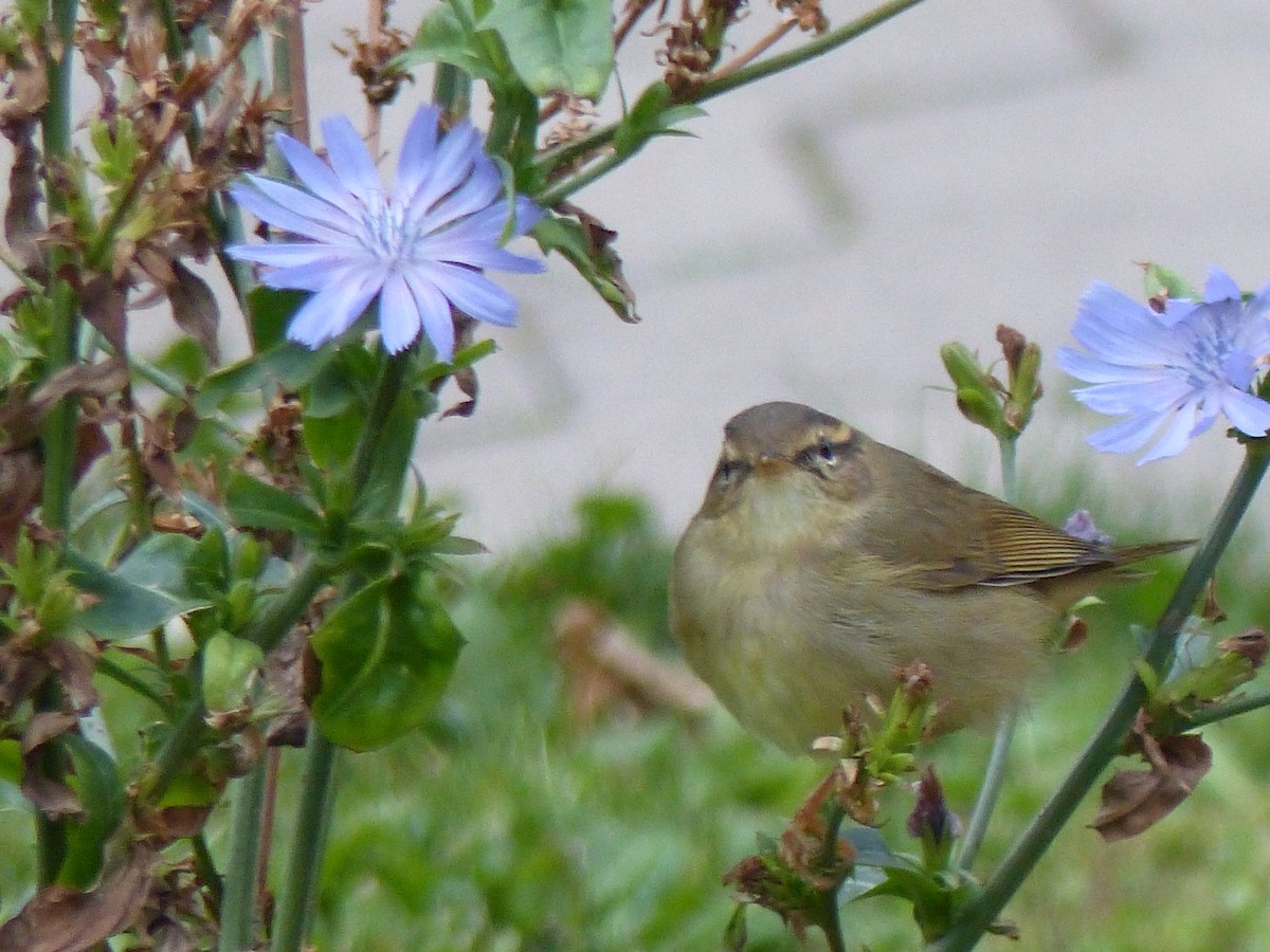 Radde's Warbler - ML265404751