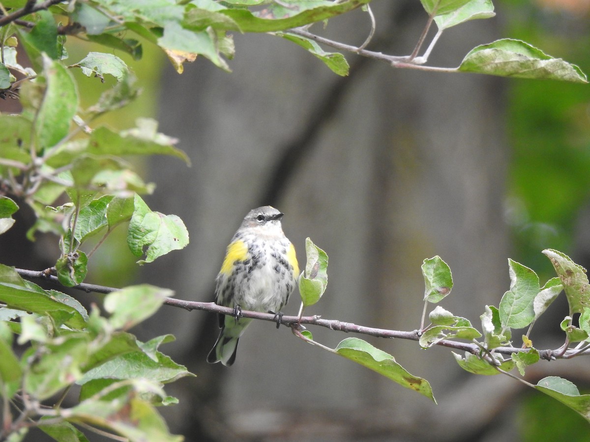 Yellow-rumped Warbler - Jacques Bélanger