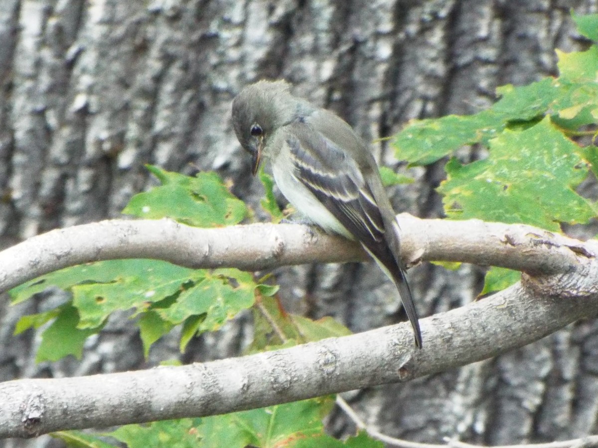 Eastern Wood-Pewee - Jonathan Layman