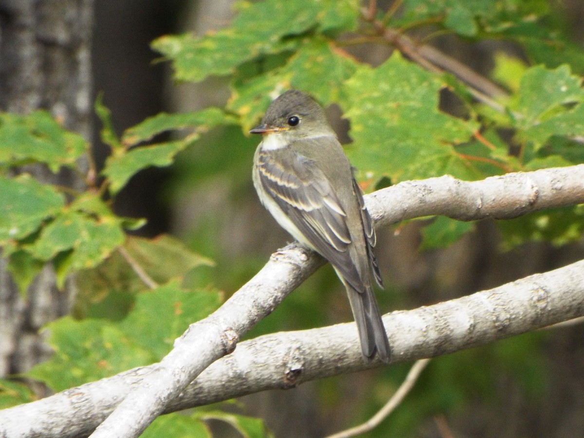 Eastern Wood-Pewee - ML265406571