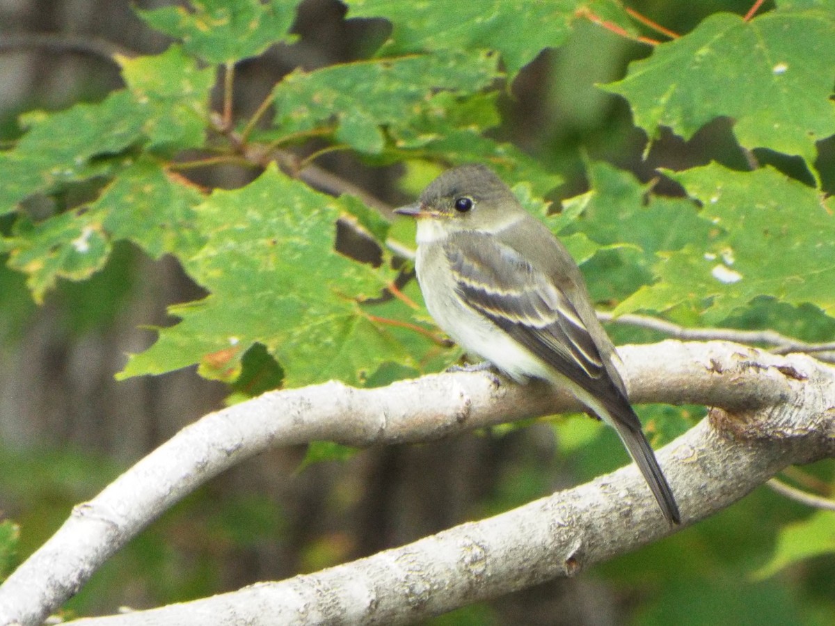 Eastern Wood-Pewee - ML265406591