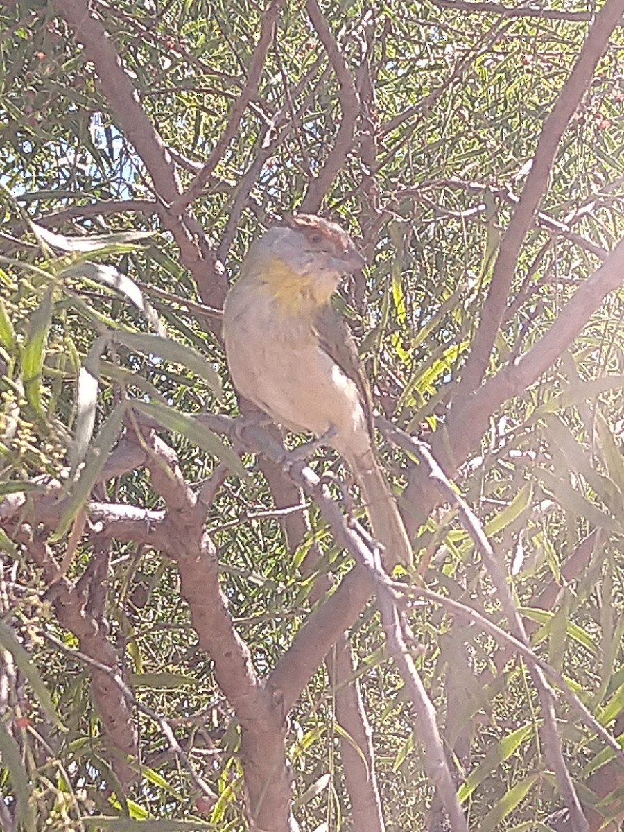 Rufous-browed Peppershrike - ML265408231