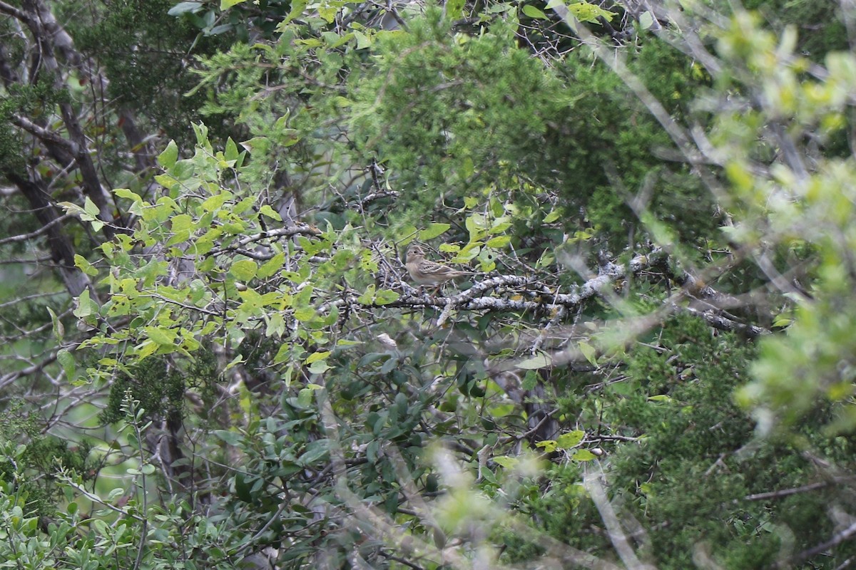 Grasshopper Sparrow - ML265409411