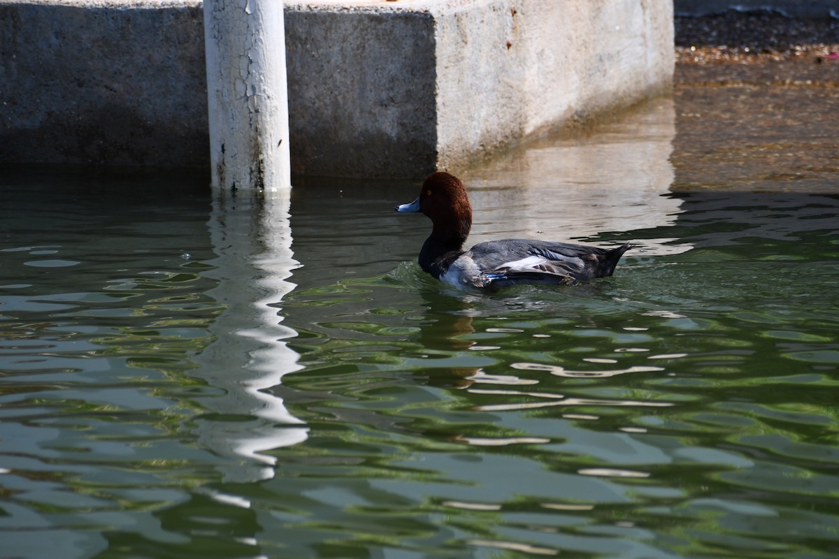 Redhead - ML265413691