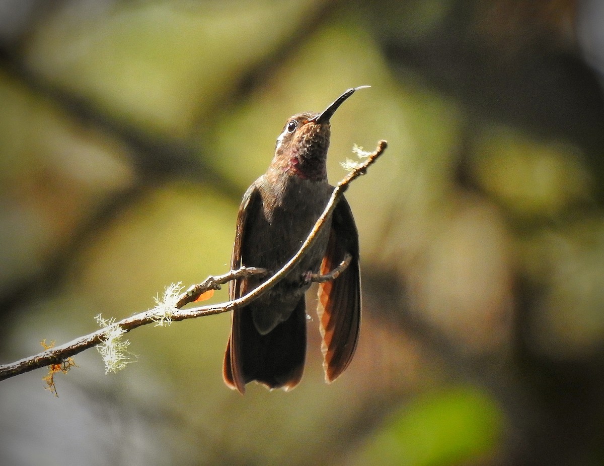 Amethyst-throated Mountain-gem - ML265414671