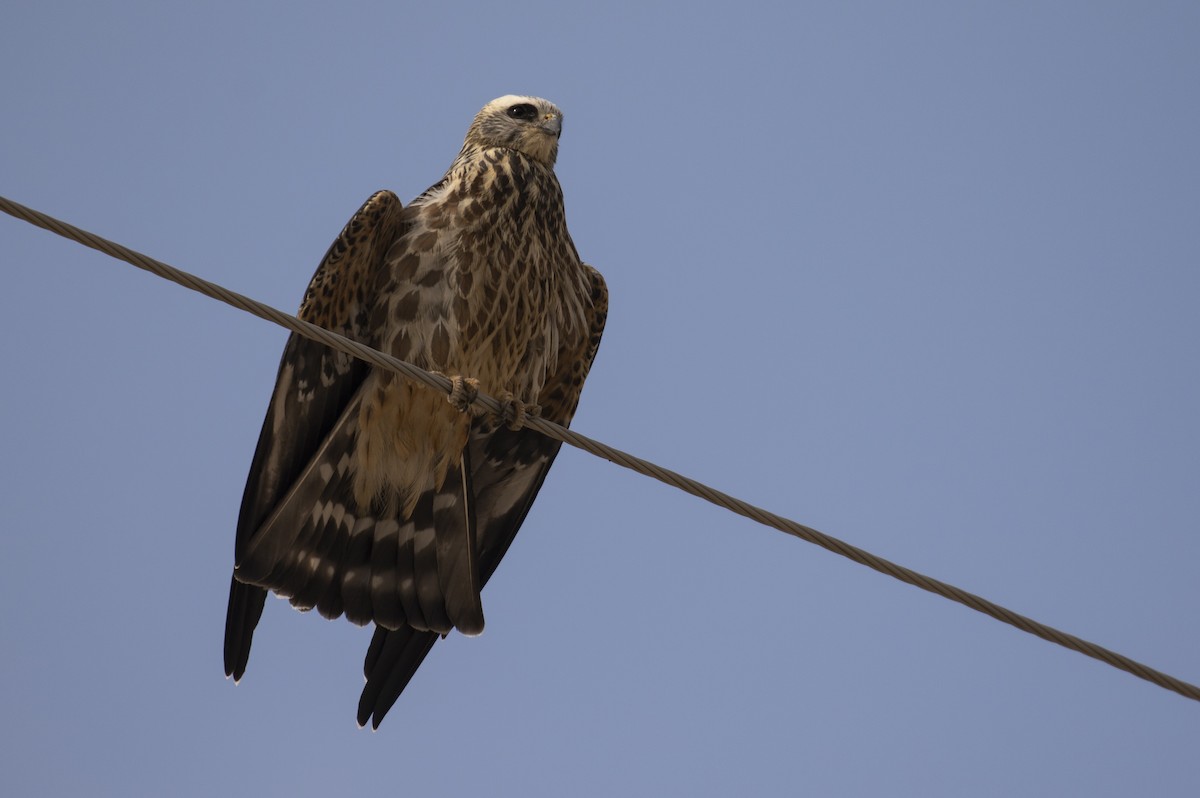 Mississippi Kite - Alec Hopping